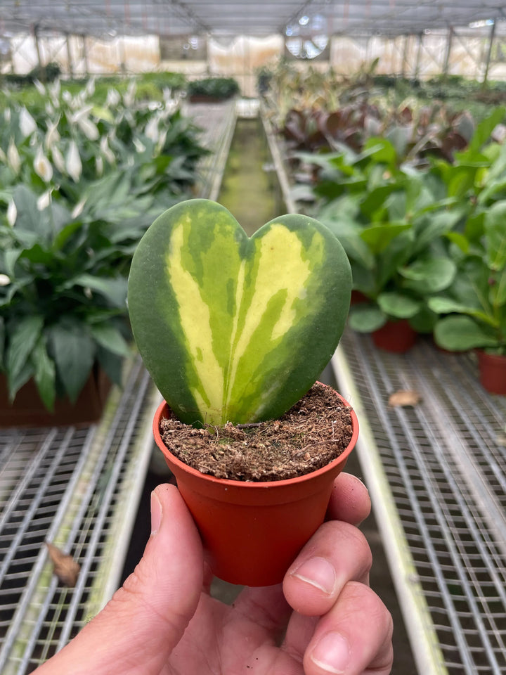 Hoya Heart Flame-Indoor Plants-American Plant Supply