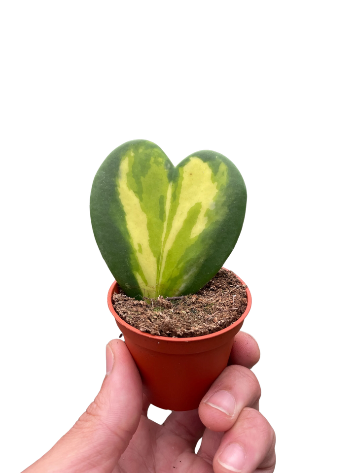 Hoya Heart Flame-Indoor Plants-American Plant Supply