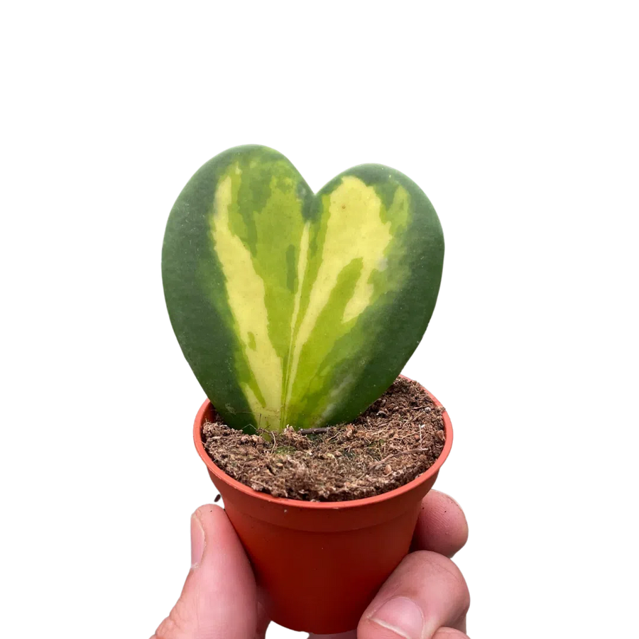 Hoya Heart Flame-Indoor Plants-American Plant Supply