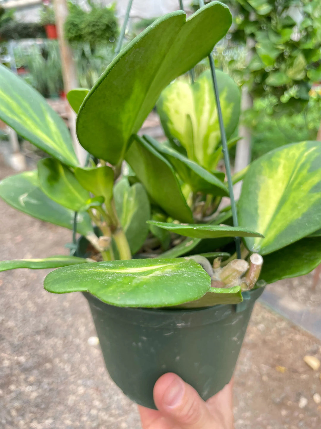 Hoya Heart 'Reverse Variegata'-Indoor Plants-American Plant Supply