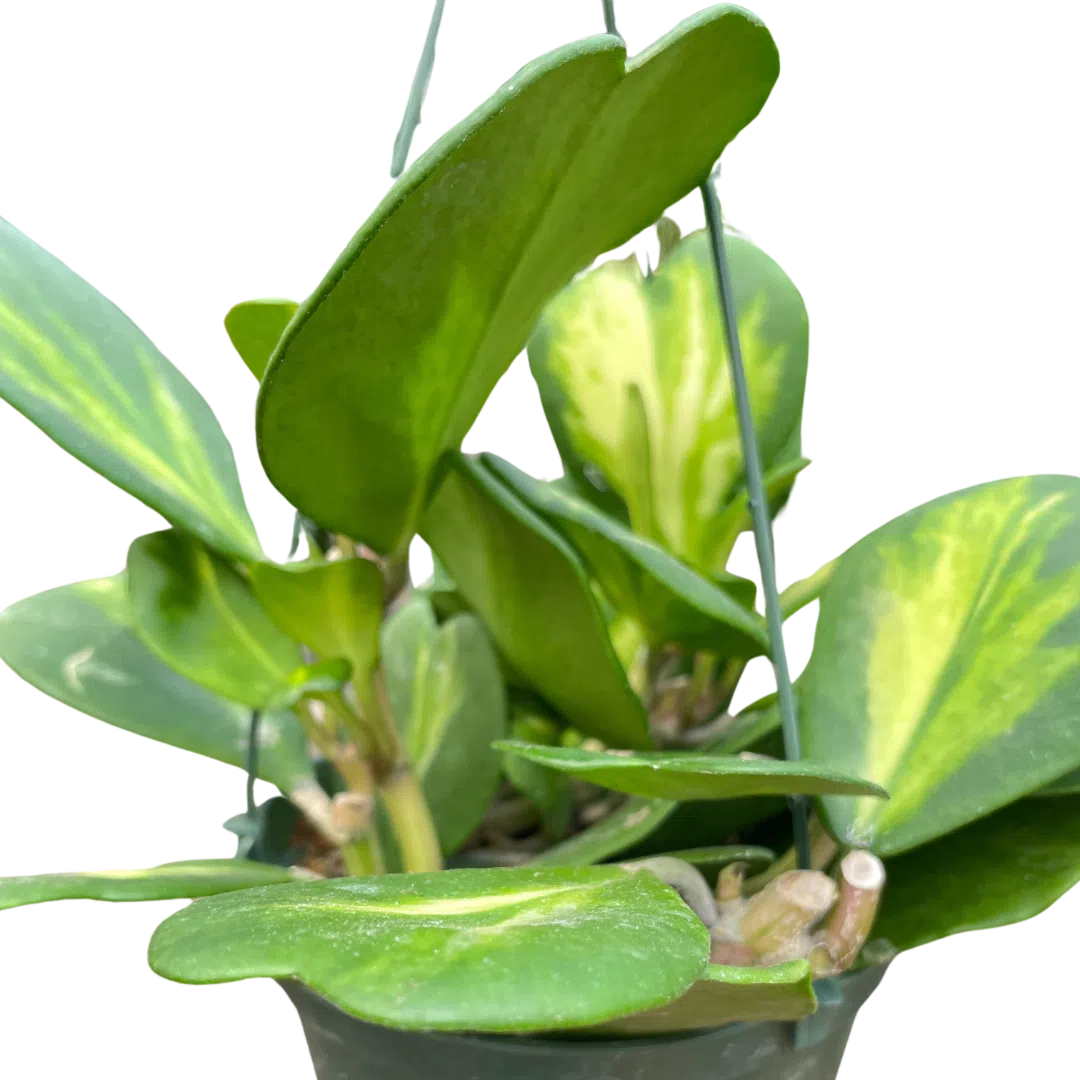 Hoya Heart 'Reverse Variegata'-Indoor Plants-American Plant Supply