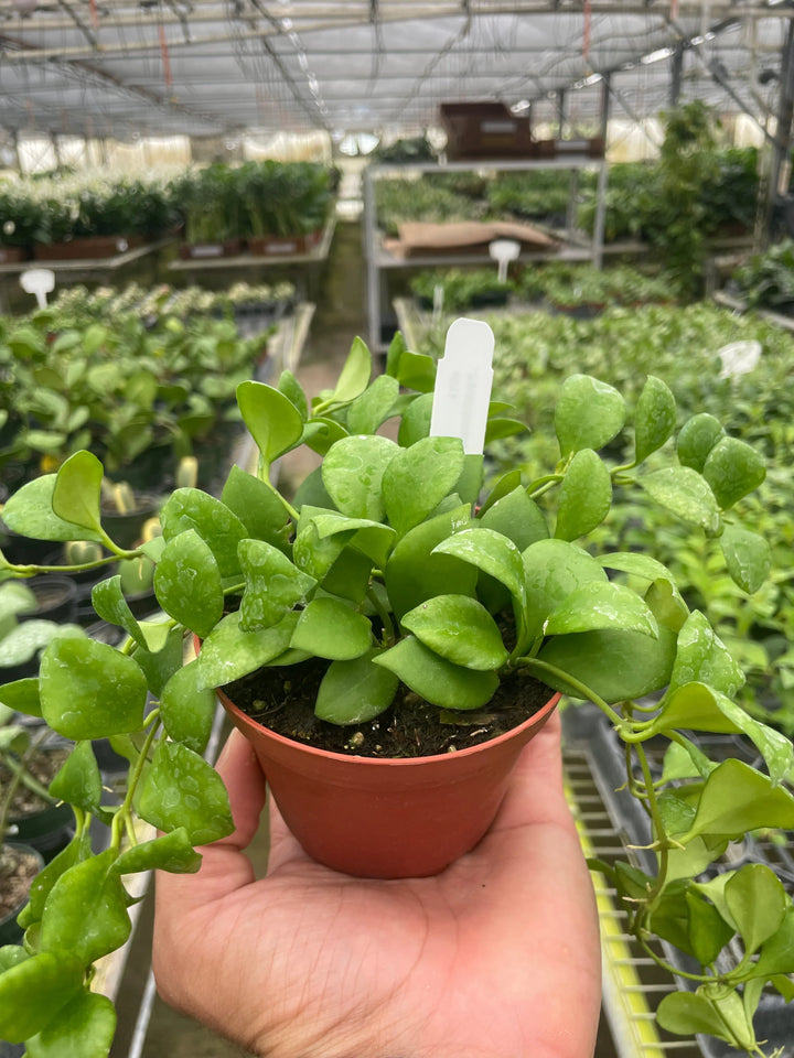 Hoya Heuschkeliana-4" Plant-American Plant Supply