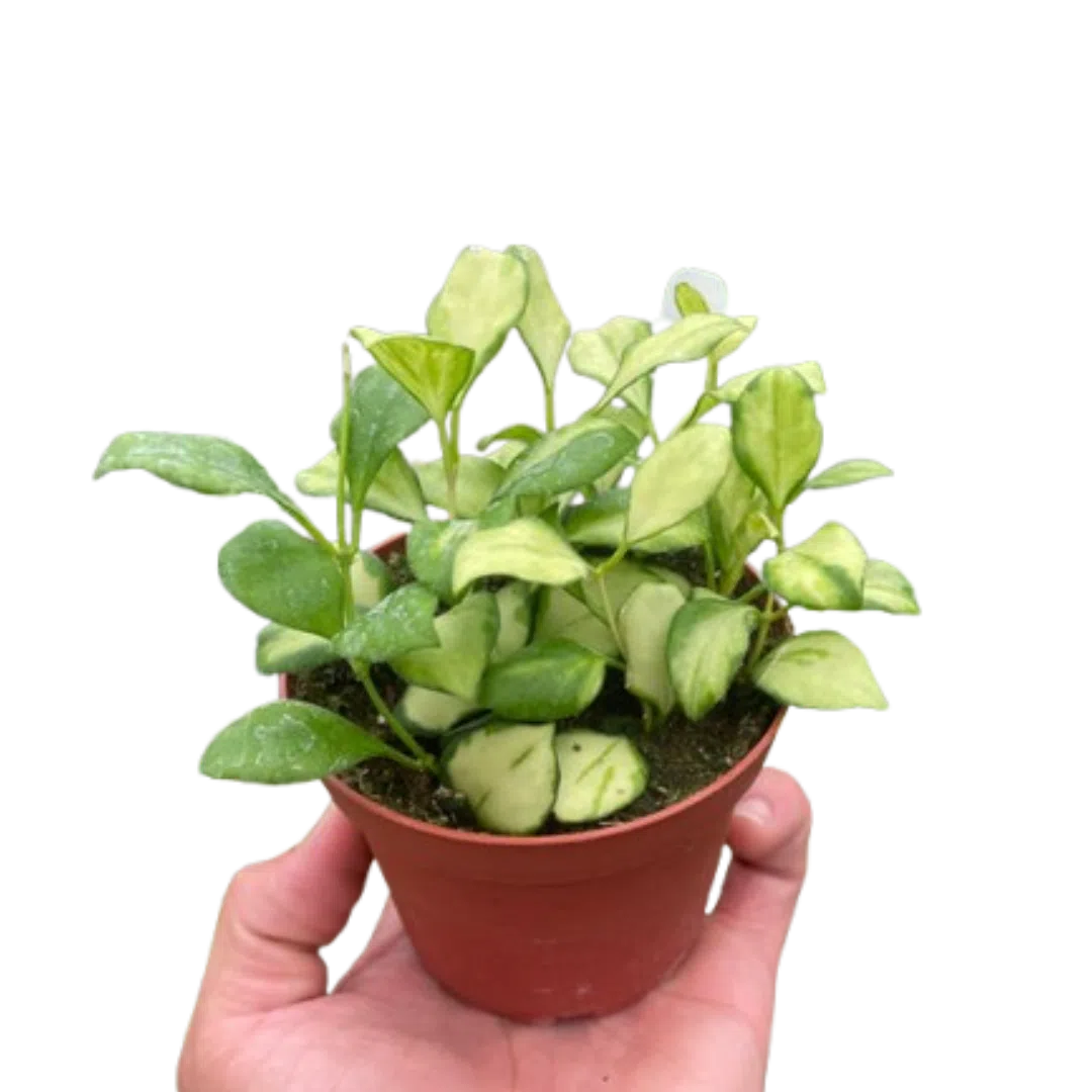 Hoya Heuschkeliana Variegated-4" Plant-American Plant Supply