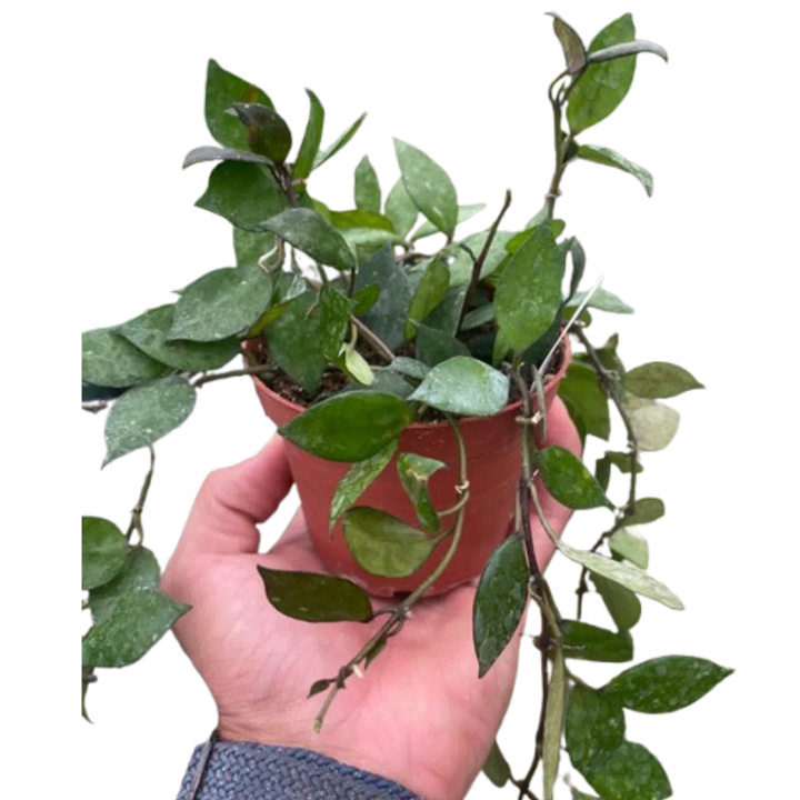 Hoya Krohniana Black-4" Plant-American Plant Supply