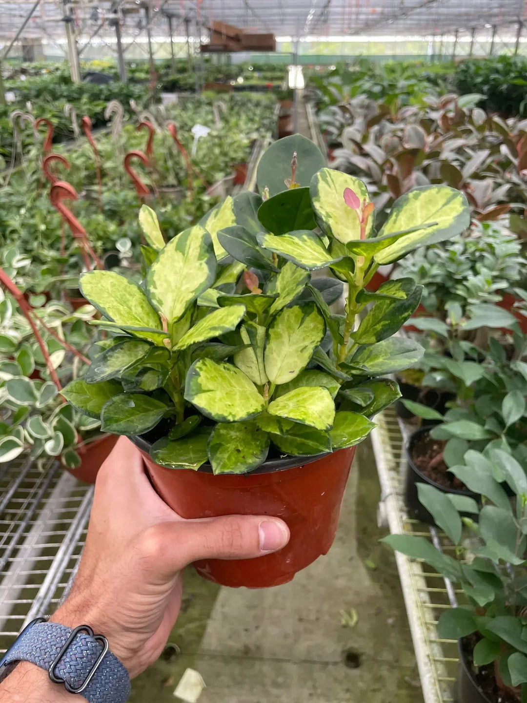 Hoya 'Lisa'-American Plant Supply