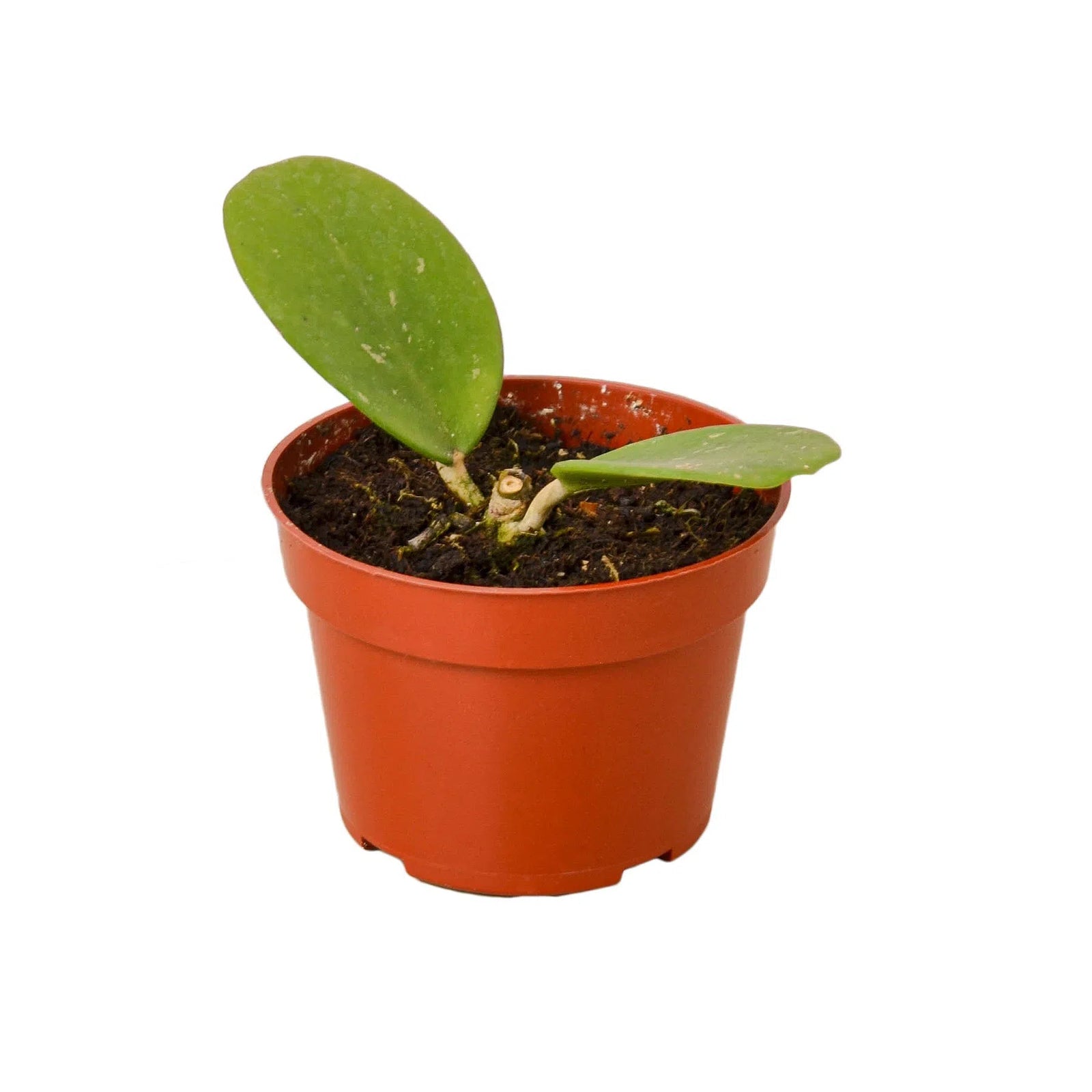 Hoya Obovata-4" Plant-American Plant Supply