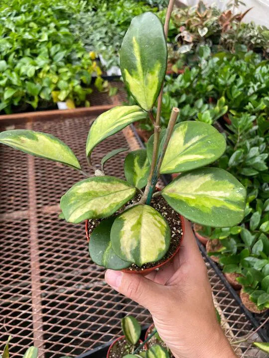 Hoya Obovata Reverse-4" Plant-American Plant Supply