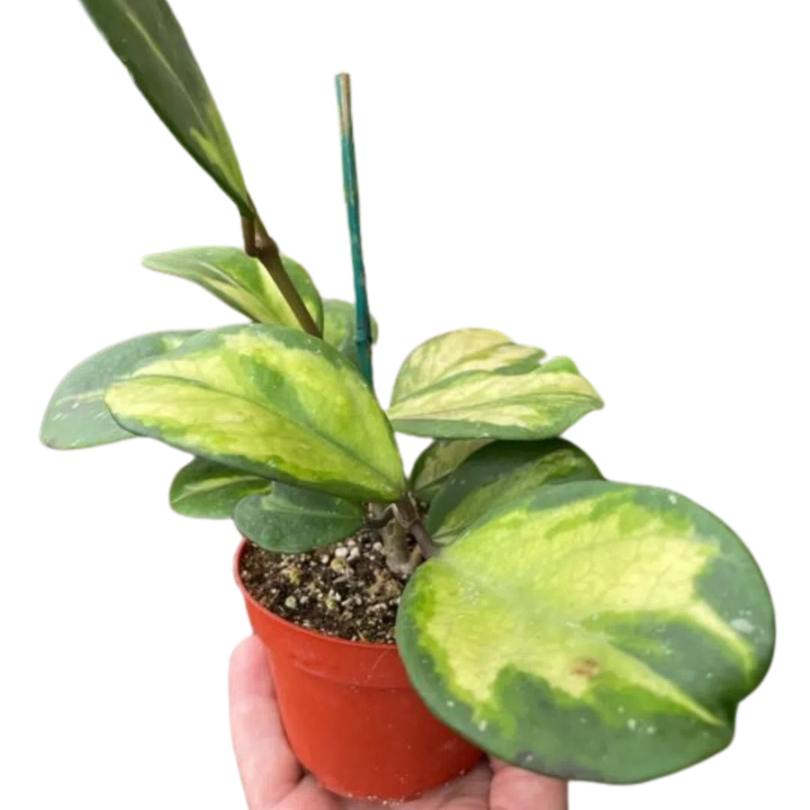 Hoya Obovata Reverse-4" Plant-American Plant Supply