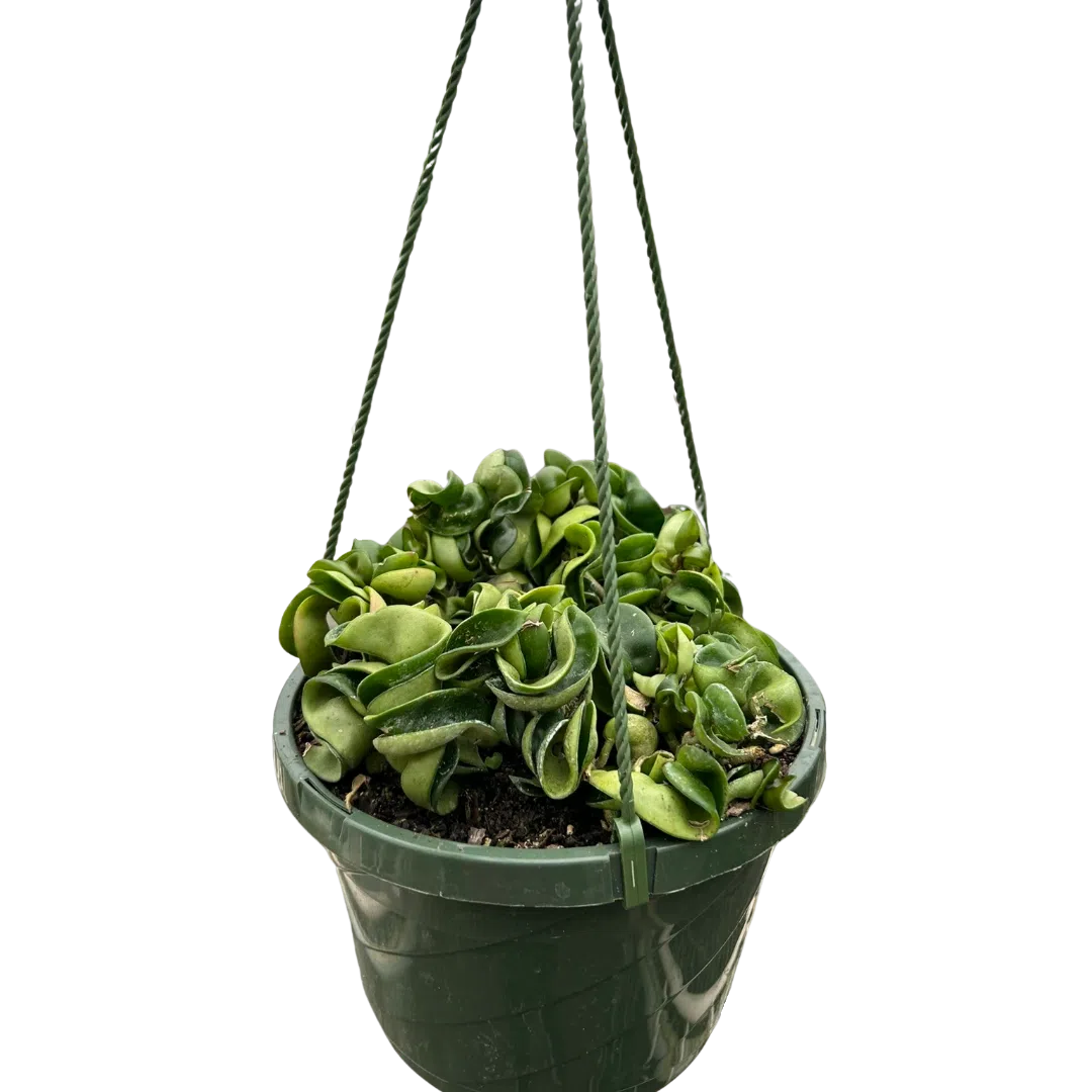 Hoya Rope Plant-4" Plant-American Plant Supply