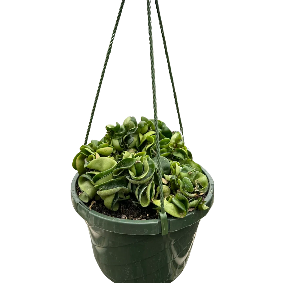 Hoya Rope Plant-4" Plant-American Plant Supply