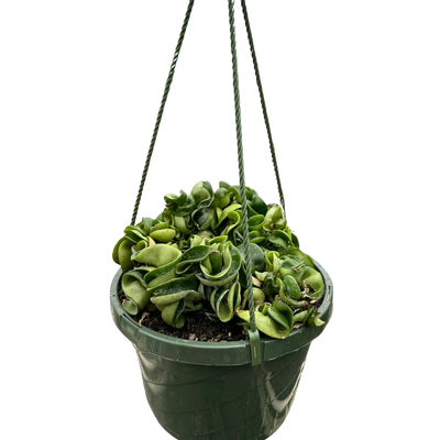 Hoya Rope Plant-4" Plant-American Plant Supply