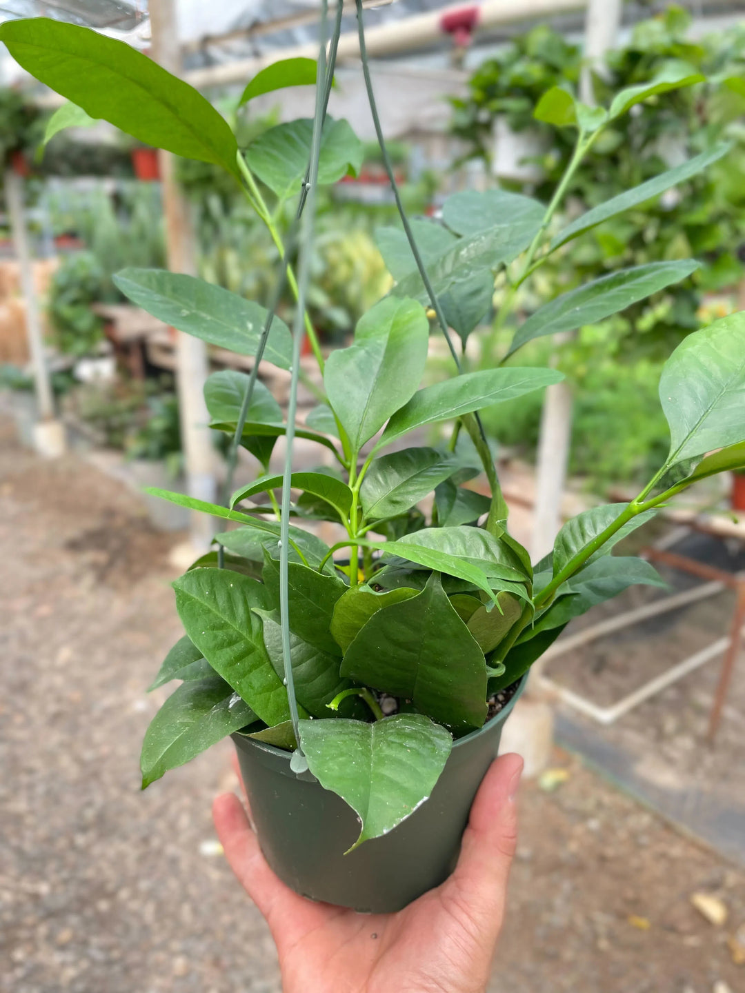 Hoya 'Shooting Star'-Indoor Plants-American Plant Supply