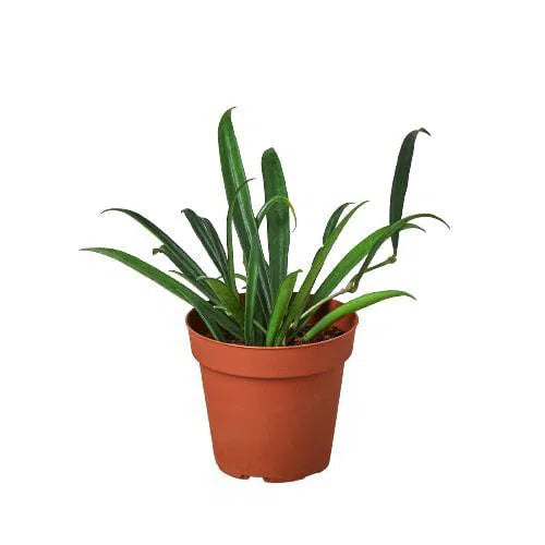 Hoya 'String Bean'-4" Plant-American Plant Supply