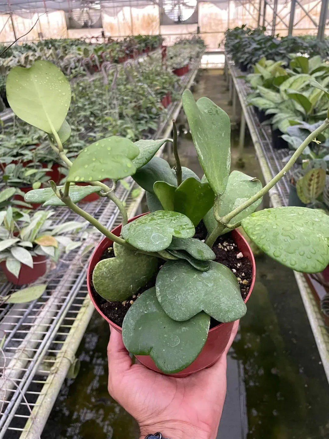 Hoya Sweetheart-4" Plant-American Plant Supply