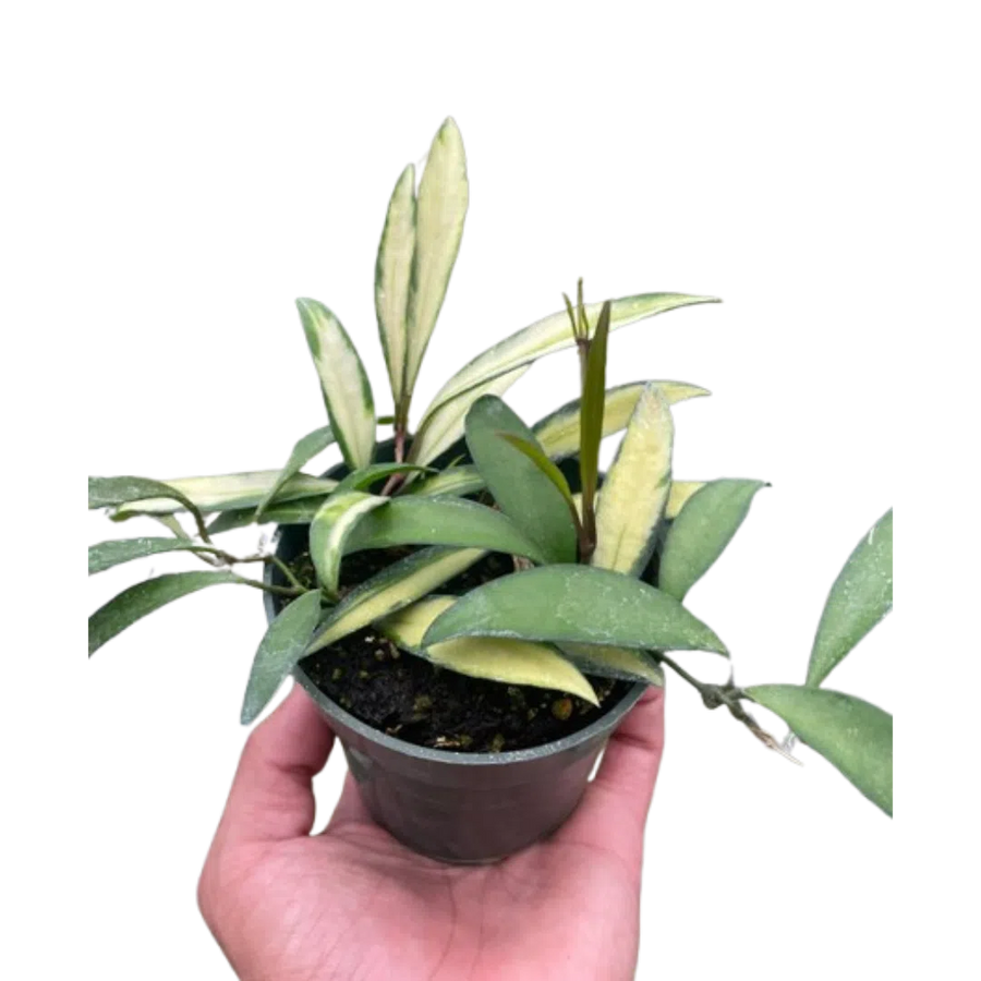 Hoya Wayetii Variegated-4" Plant-American Plant Supply