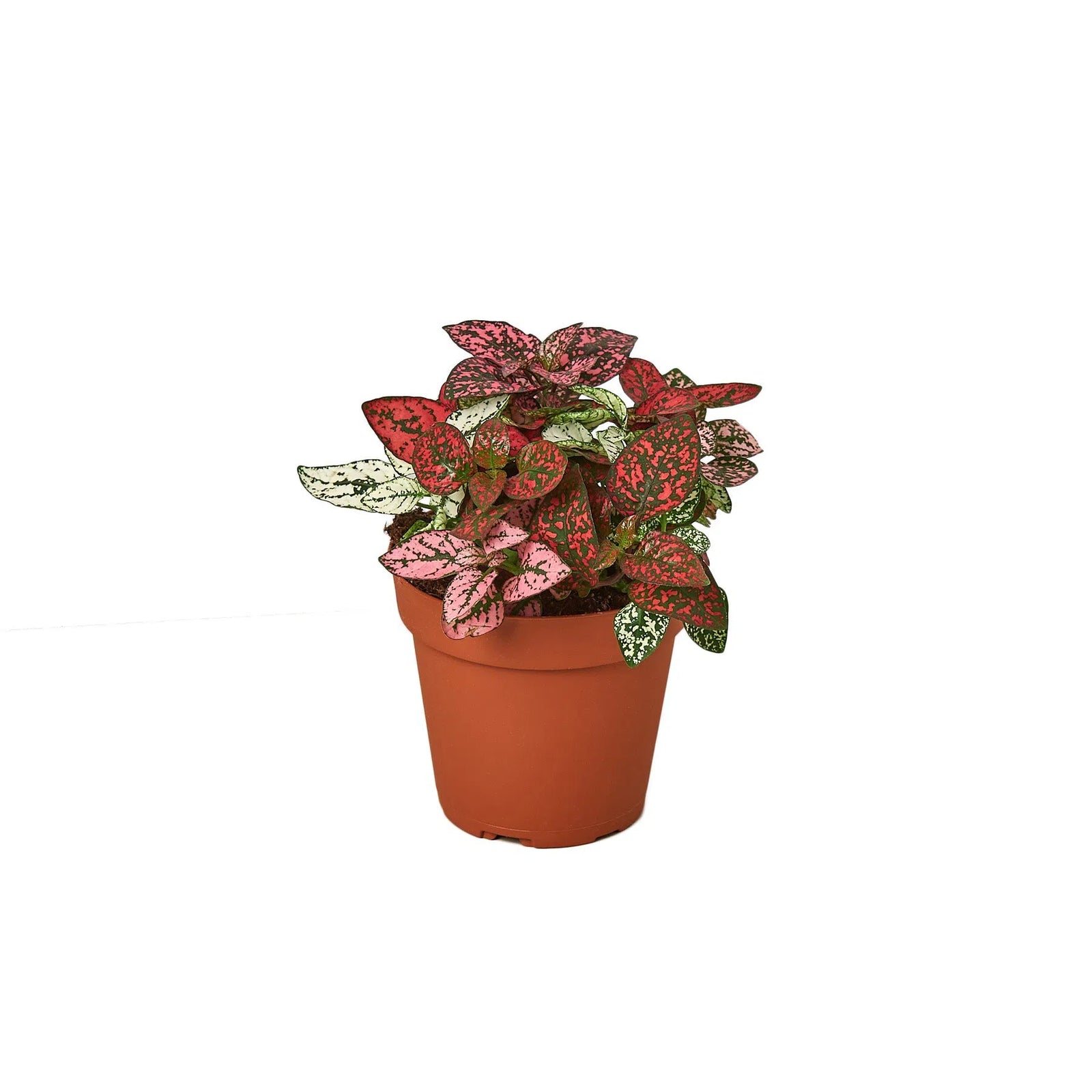 Hypoestes 'Polka Dot'-4" Plant-American Plant Supply