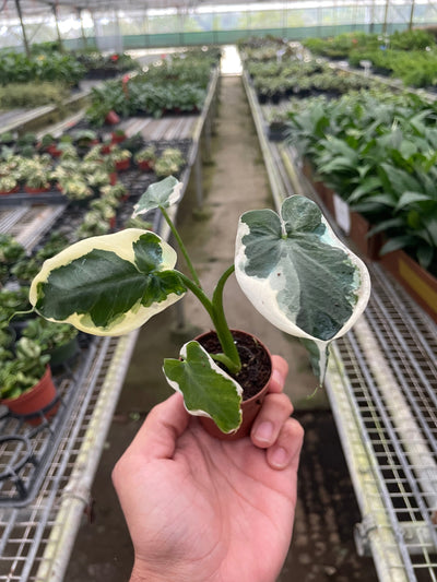 Alocasia 'Mickey Mouse' (Xanthosoma sagittifolium 'Variegatum Monstrosum')