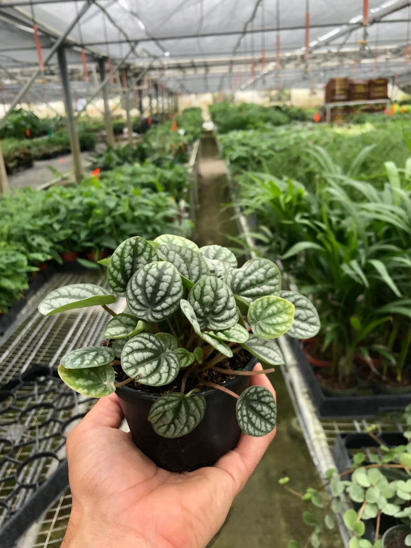 Peperomia &