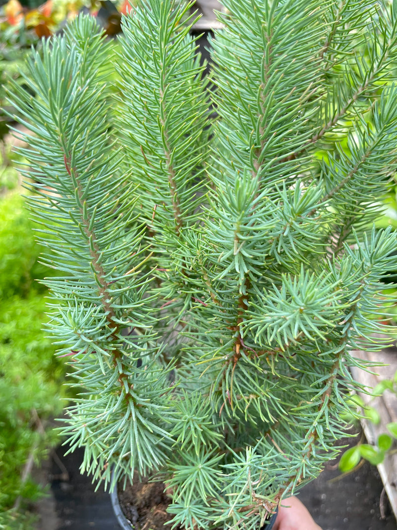 Blue Pine Trees