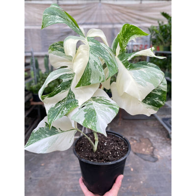 Monstera 'Albo Borsigiana Variegated'