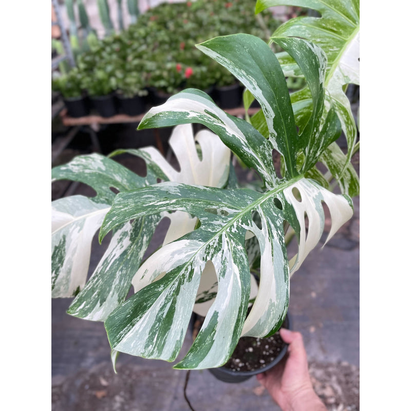 Monstera &