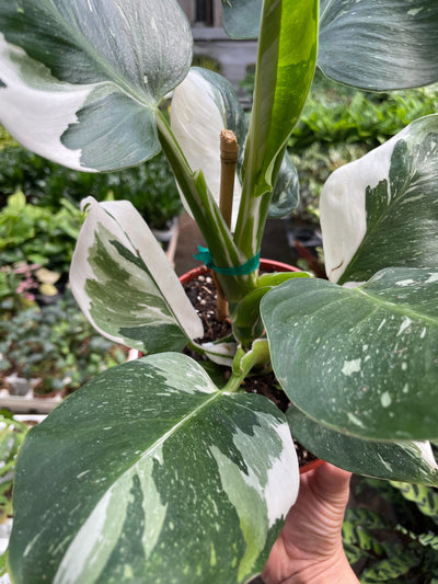 Philodendron 'White Wizard'