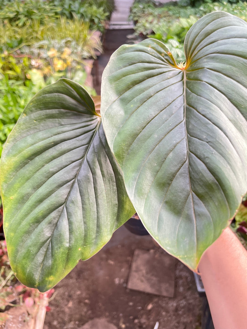 Philodendron &