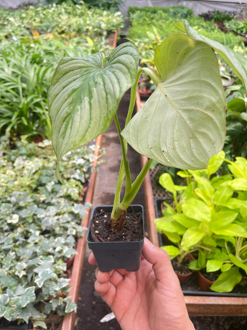 Philodendron &