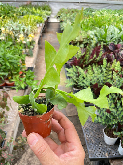 Shark Tooth Orchid Cactus