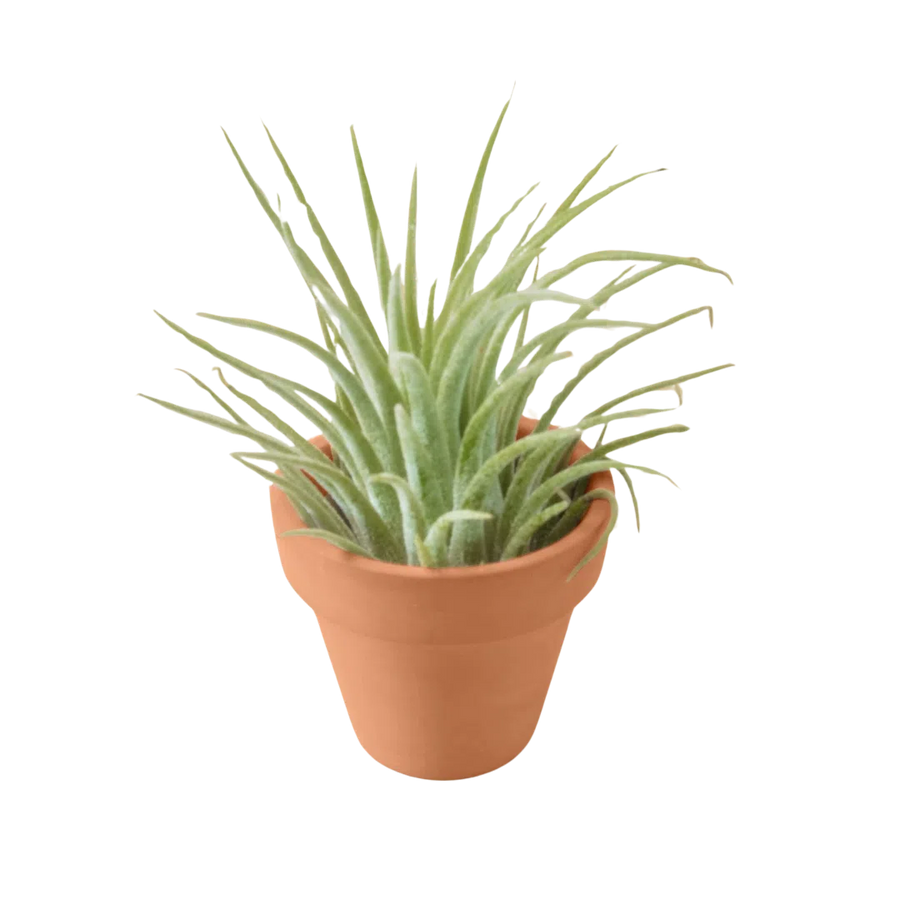 Ionantha Guatemala Tillandsia Air Plant with Terra Cotta-Air PLants-American Plant Supply