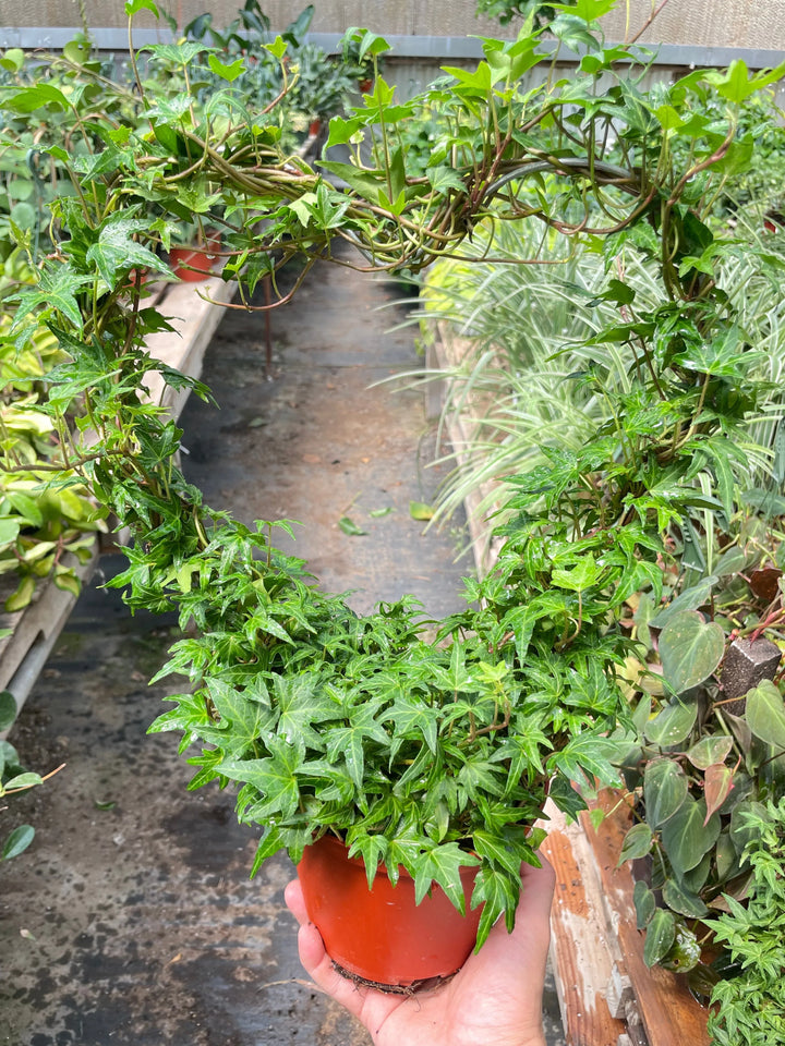 Ivy Green Topiary Heart-Indoor Plants-American Plant Supply