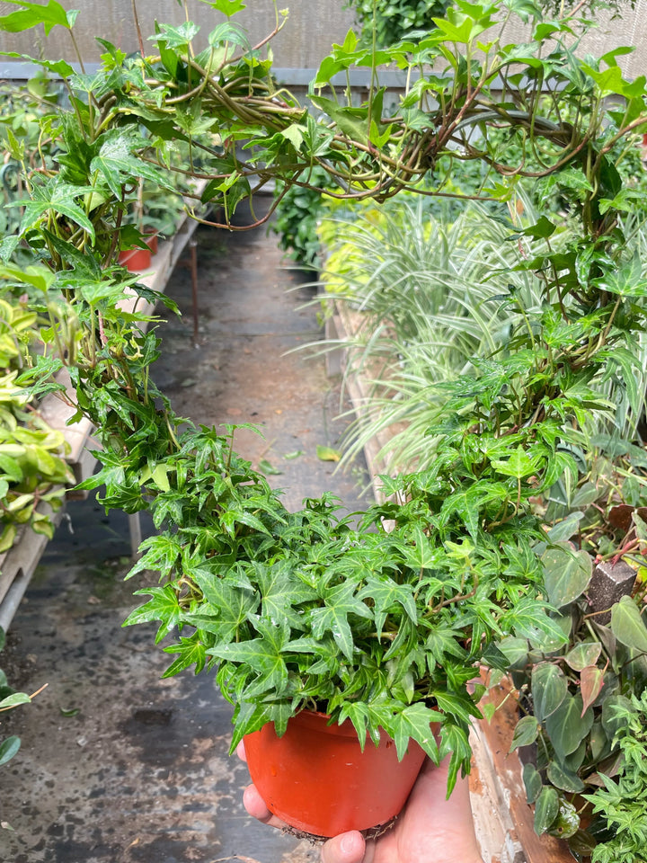 Ivy Green Topiary Heart-Indoor Plants-American Plant Supply