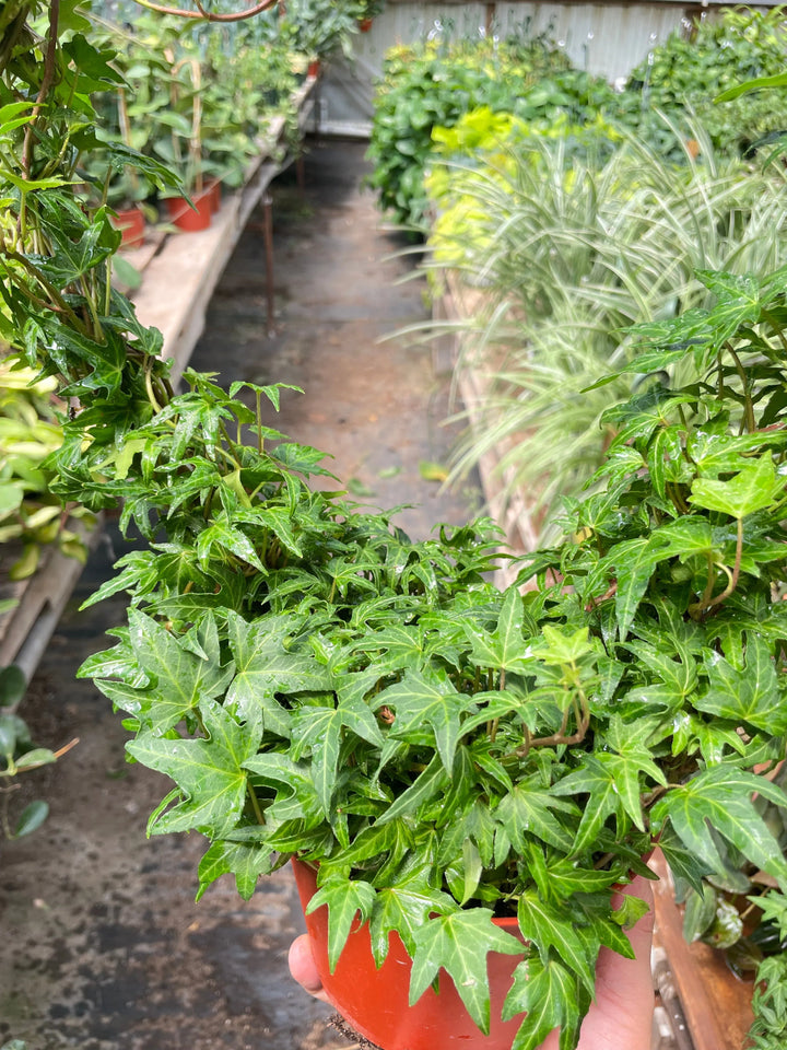Ivy Green Topiary Heart-Indoor Plants-American Plant Supply