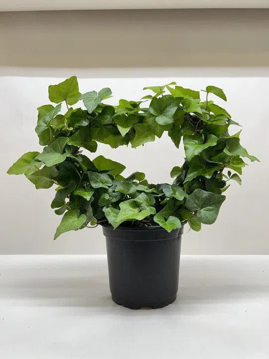 Ivy Green Topiary Heart-Indoor Plants-American Plant Supply