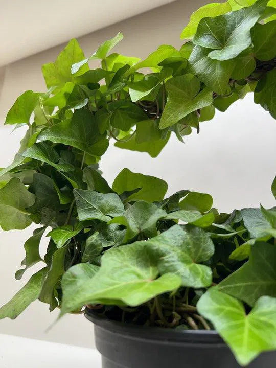 Ivy Green Topiary Heart-Indoor Plants-American Plant Supply