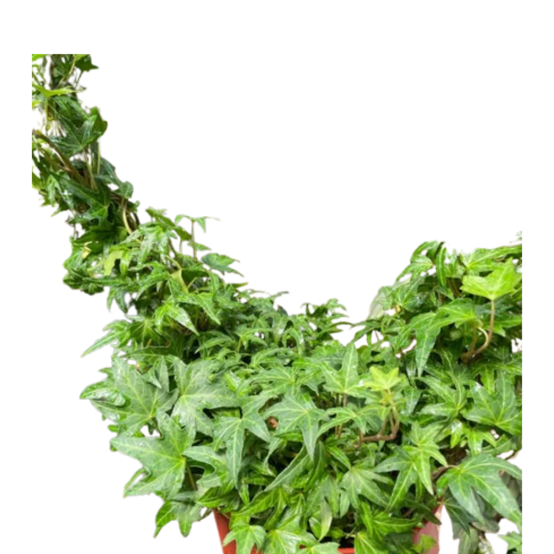 Ivy Green Topiary Heart-Indoor Plants-American Plant Supply
