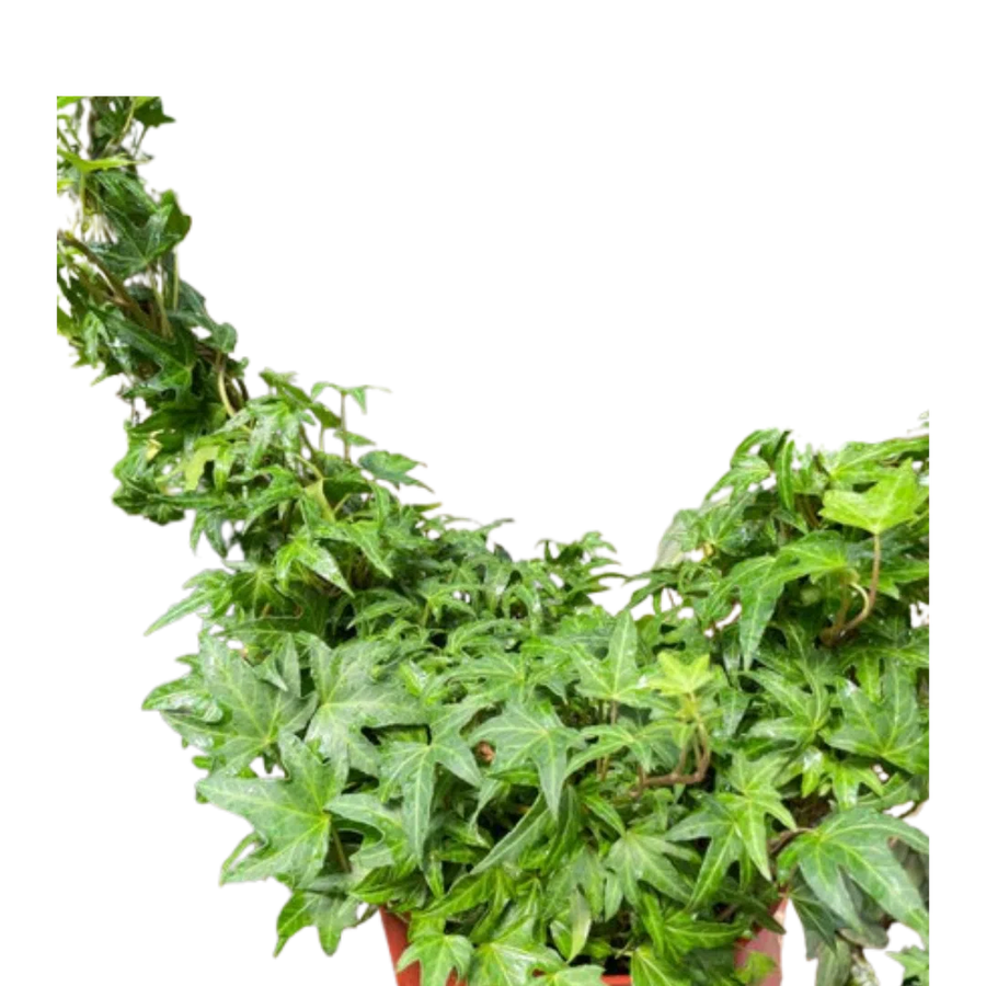 Ivy Green Topiary Heart-Indoor Plants-American Plant Supply