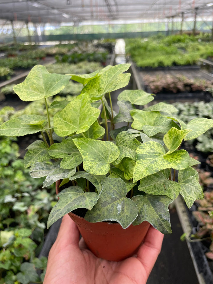 Ivy Tropical Blizzard-American Plant Supply