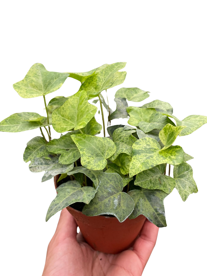 Ivy Tropical Blizzard-American Plant Supply