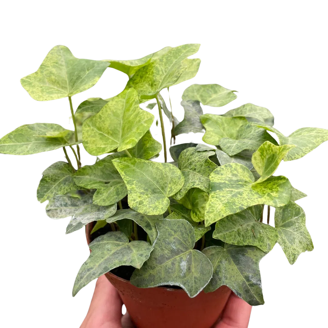 Ivy Tropical Blizzard-American Plant Supply