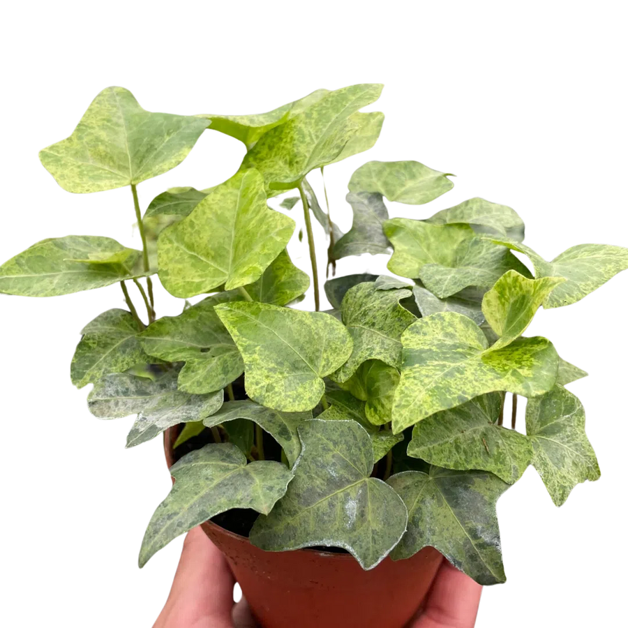 Ivy Tropical Blizzard-American Plant Supply