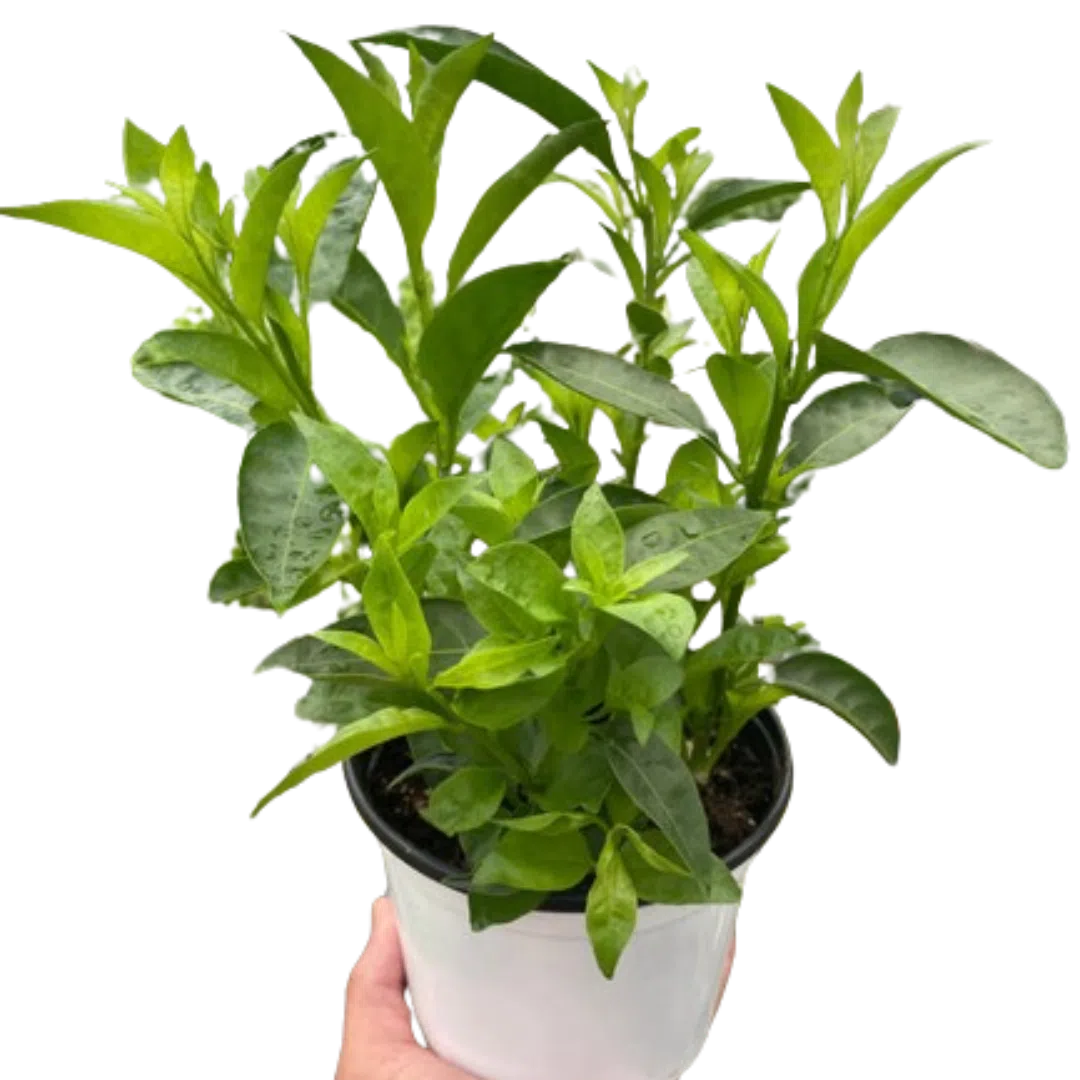 Jasmine Night-Indoor Plants-American Plant Supply