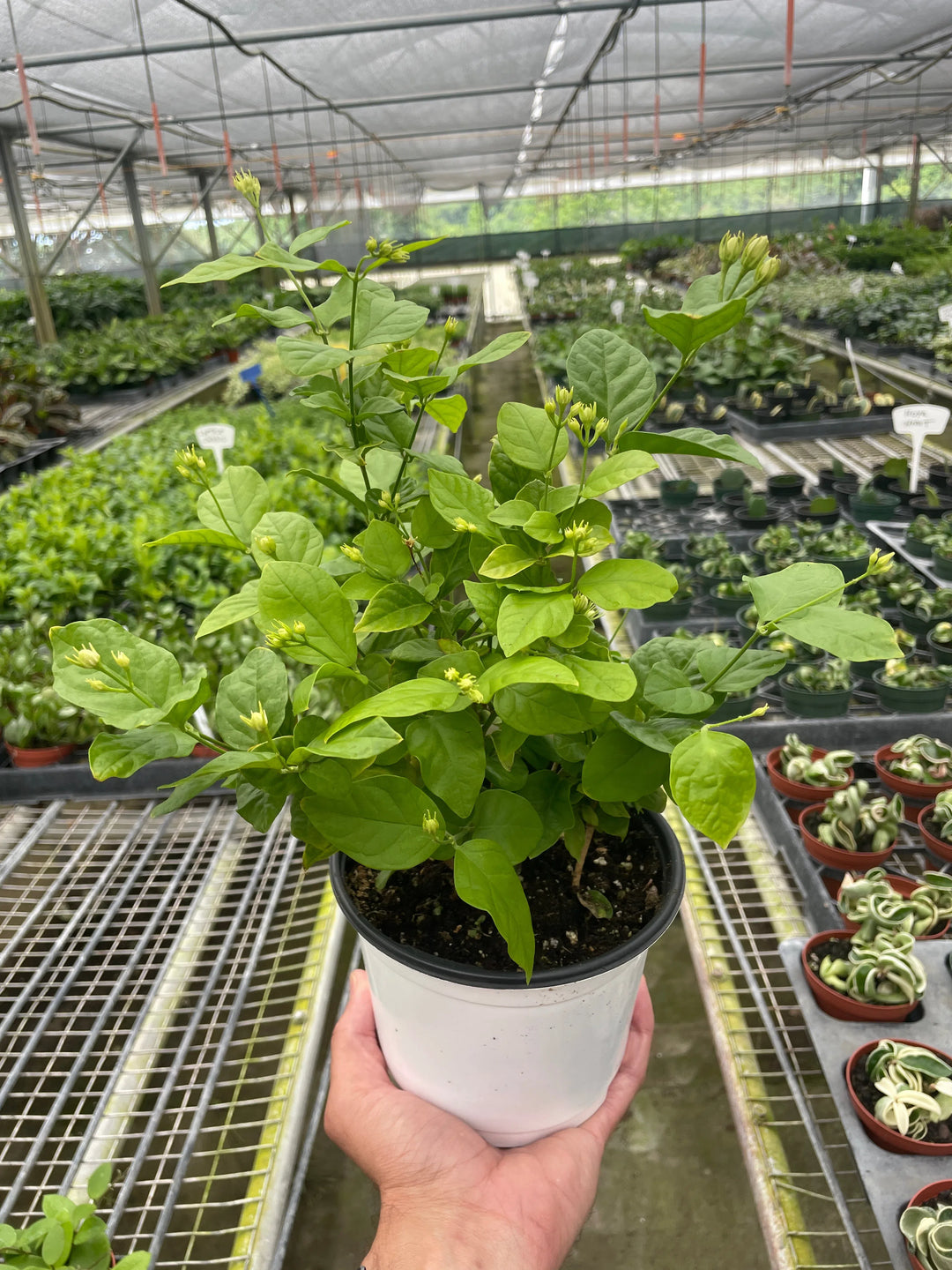 Jasmine Sambac-Indoor Plants-American Plant Supply