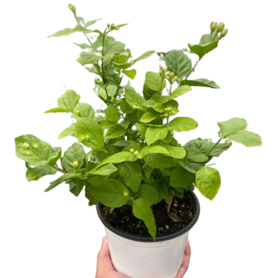 Jasmine Sambac-Indoor Plants-American Plant Supply