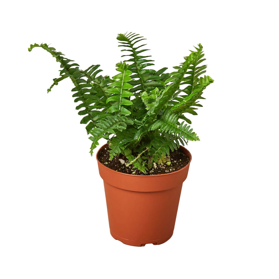 Jester's Crown Fern-Indoor Plants-American Plant Supply