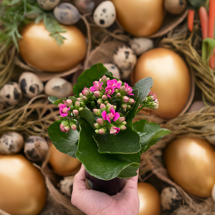 Kalanchoe