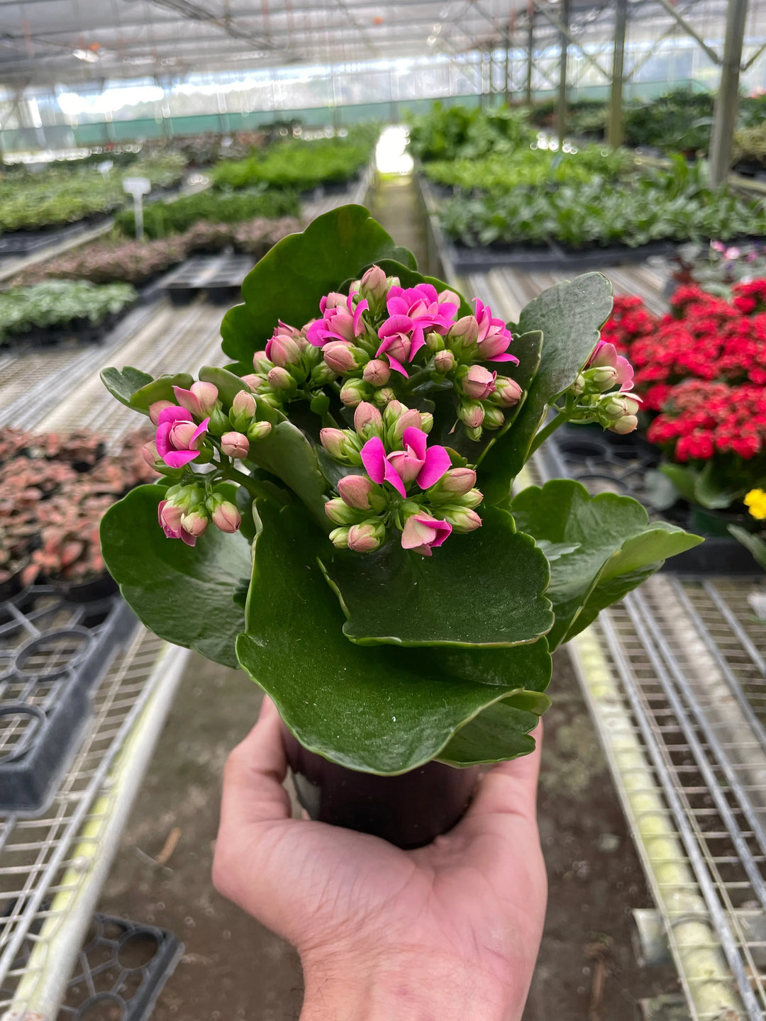 Kalanchoe-4" Plant (1pk/$2) ($6 Ship/15oz)-American Plant Supply