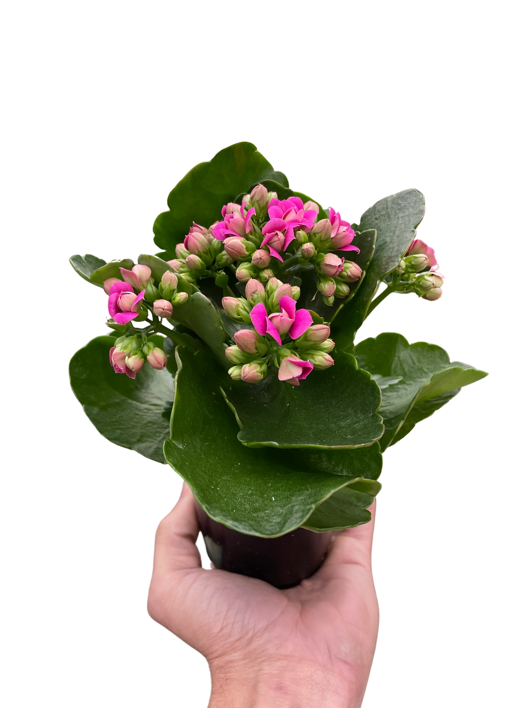 Kalanchoe-4" Plant (1pk/$2) ($6 Ship/15oz)-American Plant Supply