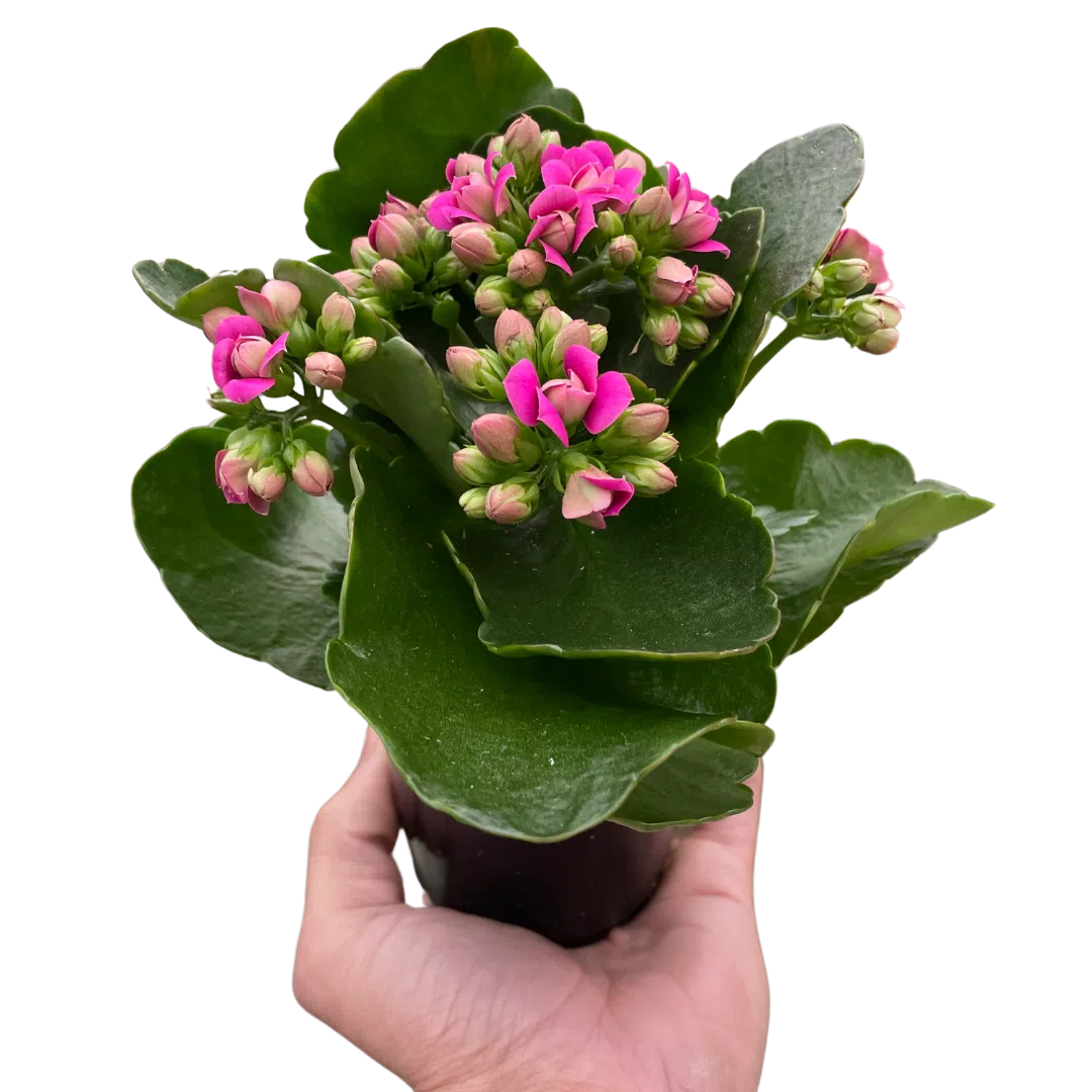 Kalanchoe-4" Plant (1pk/$2) ($6 Ship/15oz)-American Plant Supply