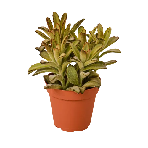 Kalanchoe Tomentosa 'Chocolate Soldier' Succulent - 4" Pot-4" Plant (1pk/$2) ($6 Ship/15oz)-American Plant Supply